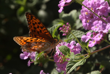IMG_3573a.jpg